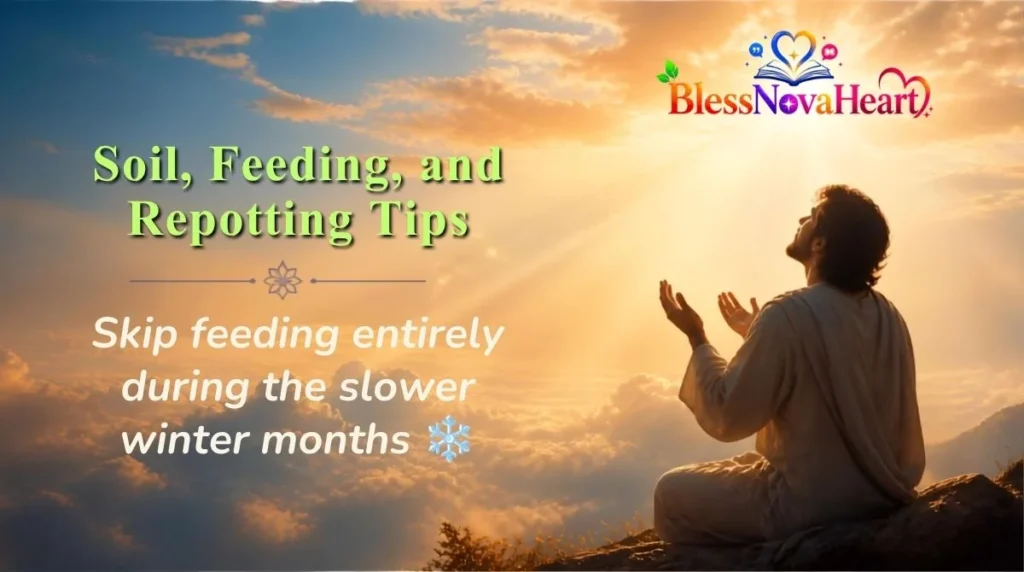 Soil, Feeding, and Repotting Tips