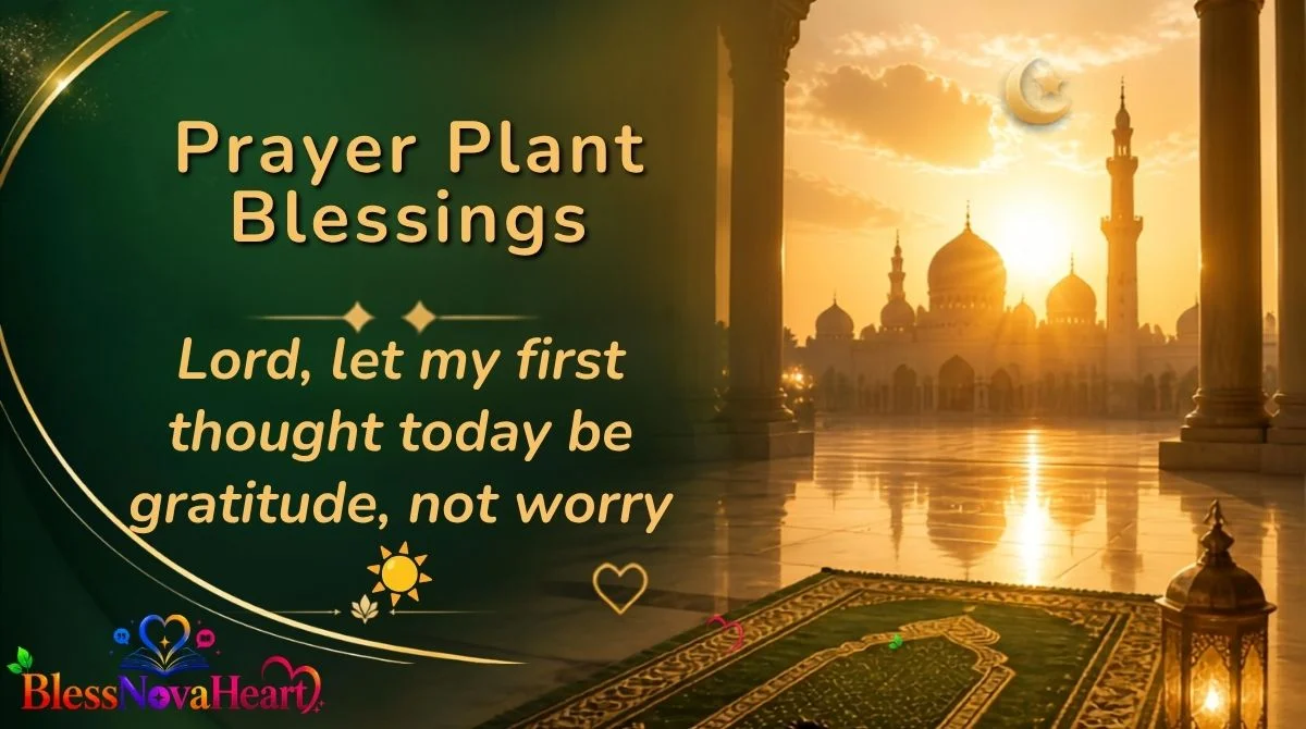 Prayer Plant Blessings